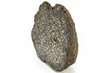Polished Sericho Pallasite Meteorite (g) - Kenya #232275-5